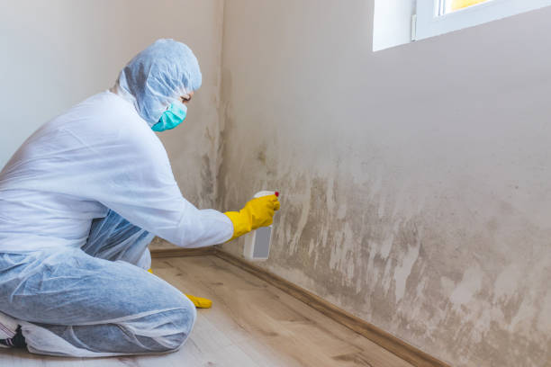 Licensed Basement Mold Remediation service in Franklin Lakes, NJ - Car Mold Remediation