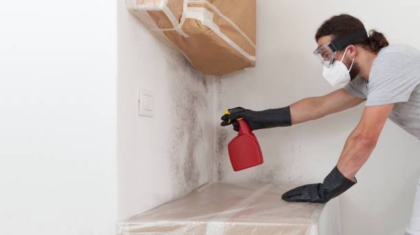 Professional Basement Mold Remediation technician working in Franklin Lakes, NJ