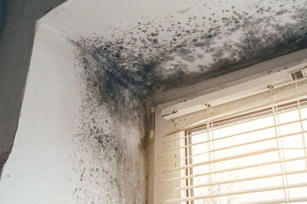 Affordable Basement Mold Remediation solutions in Franklin Lakes, NJ